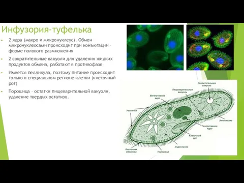 Инфузория-туфелька 2 ядра (макро и микронуклеус). Обмен микронуклеосами происходит при конъюгации – форме