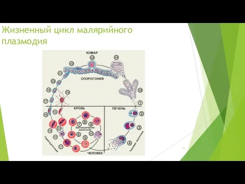 Жизненный цикл малярийного плазмодия
