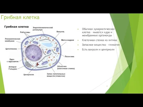 Грибная клетка Обычная эукариотическая клетка – имеется ядро и мембранные органоиды Клеточная стенка