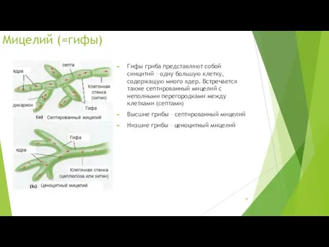 Мицелий (=гифы) Гифы гриба представляют собой синцитий – одну большую клетку, содержащую много