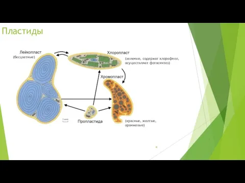 Пластиды (бесцветные) (зеленые, содержат хлорофилл, осуществляют фотосинтез) (красные, желтые, оранжевые)