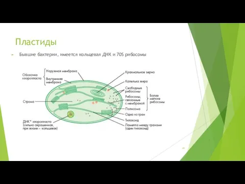 Пластиды Бывшие бактерии, имеется кольцевая ДНК и 70S рибосомы