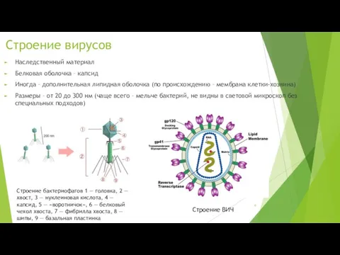 Строение вирусов Наследственный материал Белковая оболочка – капсид Иногда – дополнительная липидная оболочка