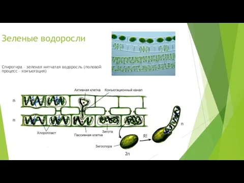 Зеленые водоросли Спирогира – зеленая нитчатая водоросль (половой процесс – конъюгация) n n 2n R! n