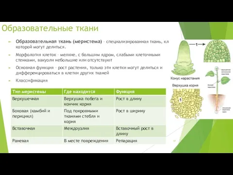 Образовательные ткани Образовательная ткань (меристема) – специализированная ткань, клетки которой могут делиться. Морфология