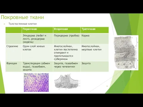 Покровные ткани Толстостенные клетки