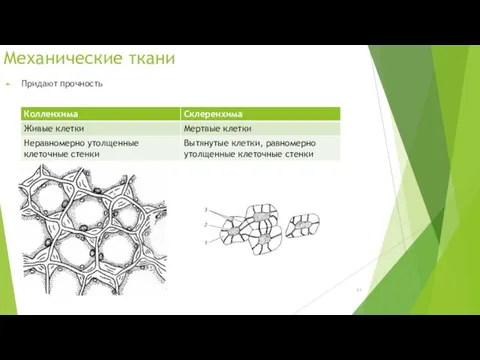 Механические ткани Придают прочность