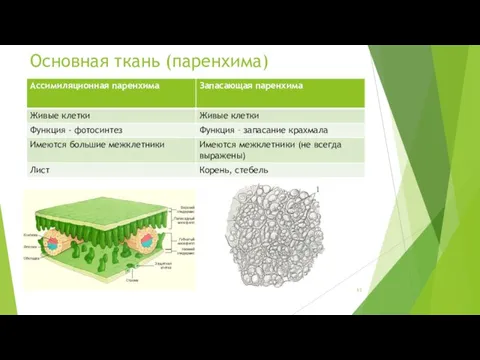 Основная ткань (паренхима)