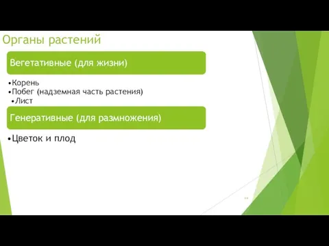 Органы растений Вегетативные (для жизни) Корень Побег (надземная часть растения) Лист Стебель Почки