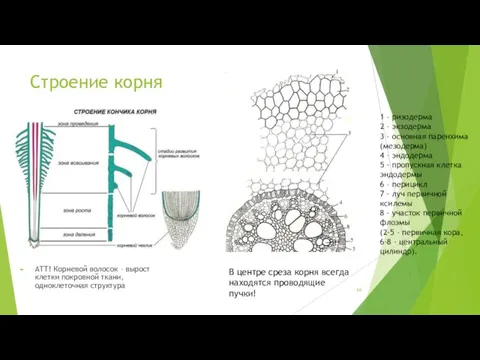 Строение корня ATT! Корневой волосок – вырост клетки покровной ткани, одноклеточная структура 1