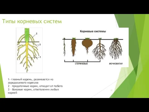 Типы корневых систем 1- главный корень, развивается из зародышевого корешка 2 – придаточные