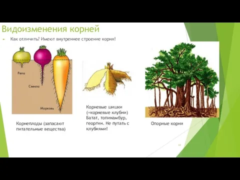 Видоизменения корней Как отличить? Имеют внутреннее строение корня! Корнеплоды (запасают питательные вещества) Корневые