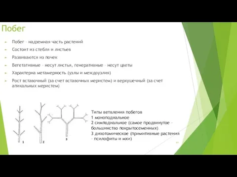 Побег Побег – надземная часть растений Состоит из стебля и листьев Развиваются из