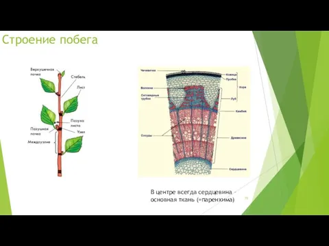 Строение побега В центре всегда сердцевина – основная ткань (=паренхима)