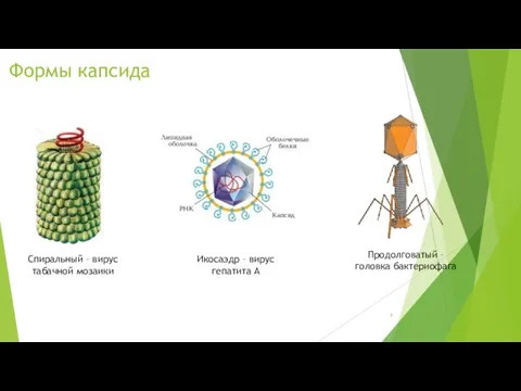 Формы капсида Спиральный – вирус табачной мозаики Икосаэдр – вирус гепатита А Продолговатый – головка бактериофага
