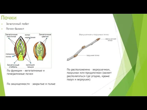Почки Зачаточный побег Почки бывают По функции - вегетативные и генеративные почки По