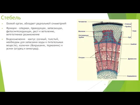 Стебель Осевой орган, обладает радиальной симметрией Функции - опорная, проводящая, запасающая, фотосинтезирующая, рост