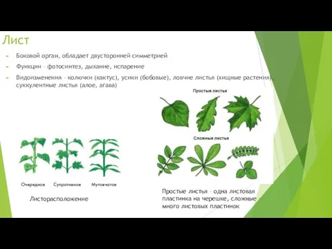 Лист Боковой орган, обладает двусторонней симметрией Функции – фотосинтез, дыхание, испарение Видоизменения –