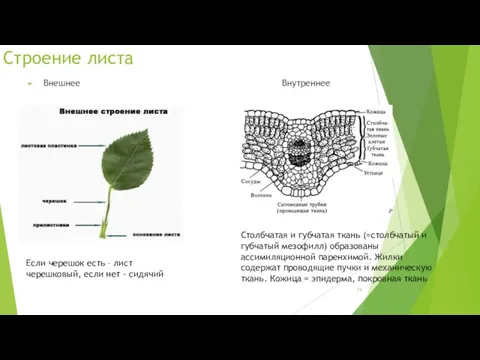 Строение листа Внешнее Внутреннее Если черешок есть – лист черешковый, если нет -