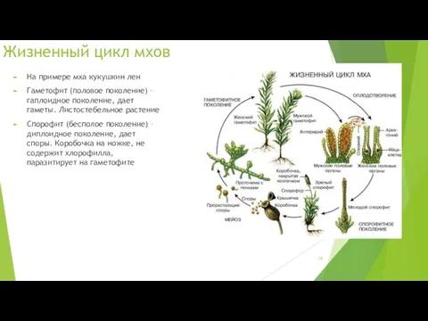 Жизненный цикл мхов На примере мха кукушкин лен Гаметофит (половое поколение) – гаплоидное