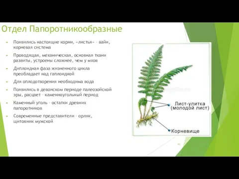 Отдел Папоротникообразные Появились настоящие корни, «листья» – вайи, корневая система Проводящая, механическая, основная