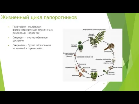 Жизненный цикл папоротников Гаметофит – маленькая фотосинтезирующая пластинка с ризоидами (=заросток) Спорофит –