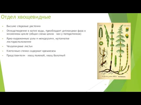 Отдел хвощевидные Высшие споровые растения Оплодотворение в капле воды, преобладает диплоидная фаза в