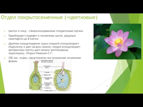 Отдел покрытосеменные (=цветковые) Цветок и плод – специализированные генеративные органы Преобладает спорофит в