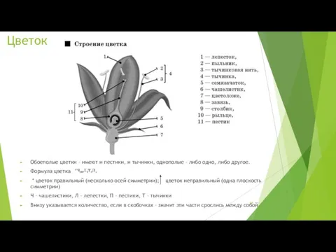 Цветок Обоеполые цветки – имеют и пестики, и тычинки, однополые – либо одно,