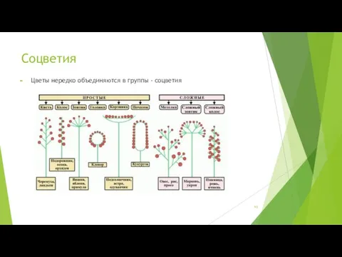 Соцветия Цветы нередко объединяются в группы - соцветия