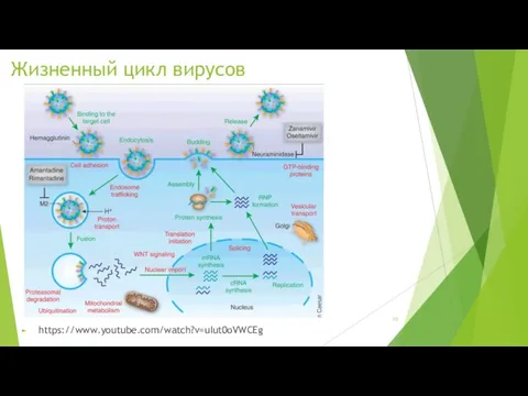 Жизненный цикл вирусов https://www.youtube.com/watch?v=uIut0oVWCEg