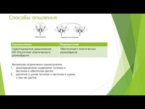 Способы опыления Механизмы ограничения самоопыления разновременное созревание тычинок и пестиков в обоеполом цветке