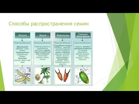 Способы распространения семян