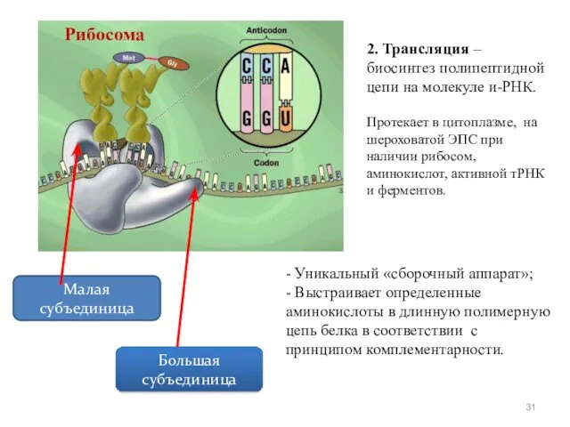 Рибосома Малая субъединица Большая субъединица - Уникальный «сборочный аппарат»; - Выстраивает определенные аминокислоты