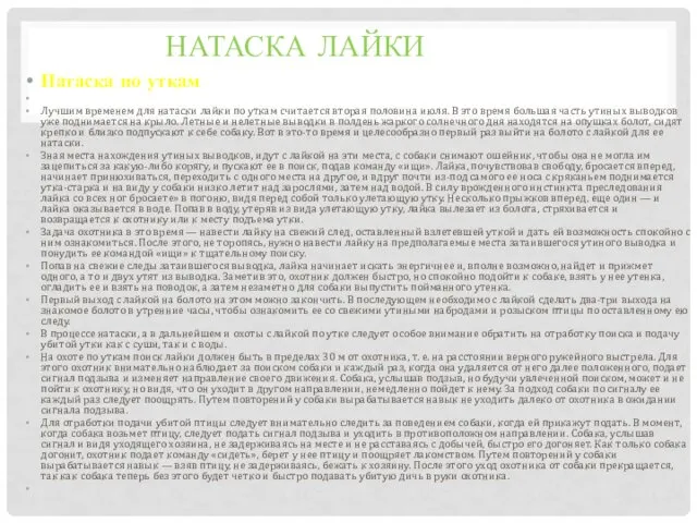 НАТАСКА ЛАЙКИ Натаска по уткам Лучшим временем для натаски лайки по уткам считается