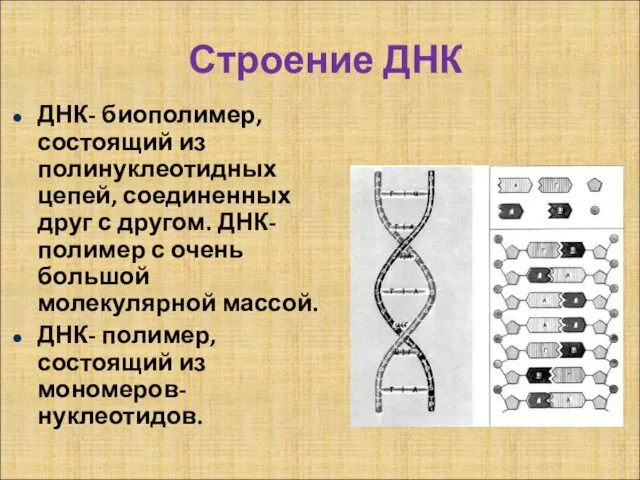 Строение ДНК ДНК- биополимер, состоящий из полинуклеотидных цепей, соединенных друг с другом. ДНК-