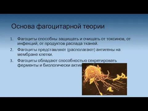 Основа фагоцитарной теории Фагоциты способны защищать и очищать от токсинов, от инфекций, от