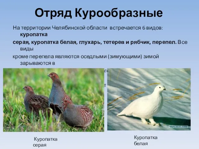 Отряд Курообразные На территории Челябинской области встречается 6 видов: куропатка