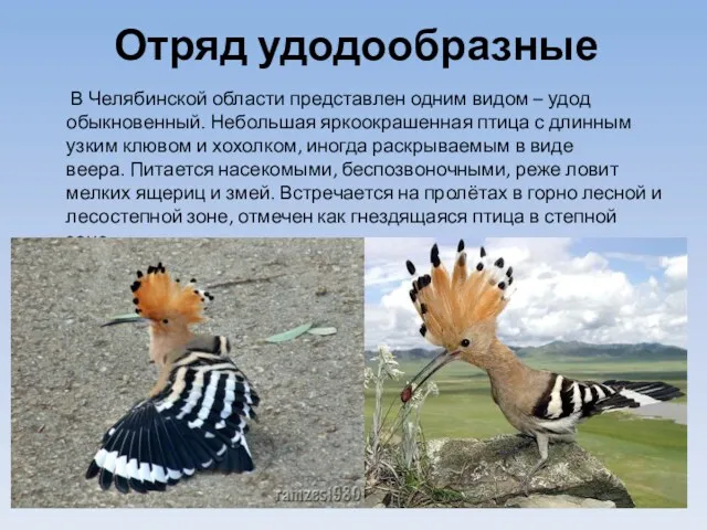 Отряд удодообразные В Челябинской области представлен одним видом – удод
