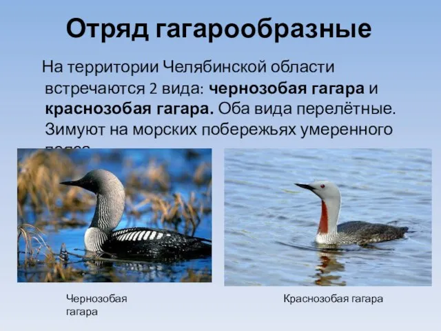 Отряд гагарообразные На территории Челябинской области встречаются 2 вида: чернозобая