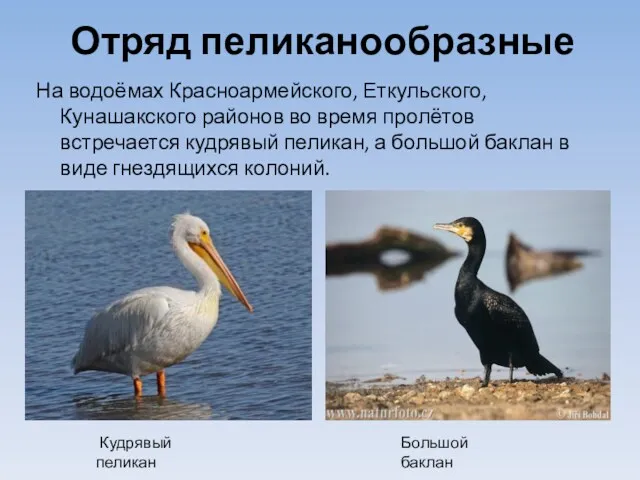 Отряд пеликанообразные На водоёмах Красноармейского, Еткульского, Кунашакского районов во время