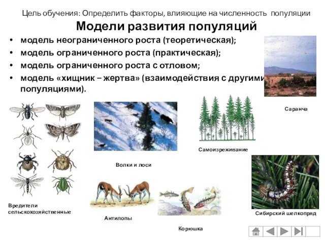 модель неограниченного роста (теоретическая); модель ограниченного роста (практическая); модель ограниченного