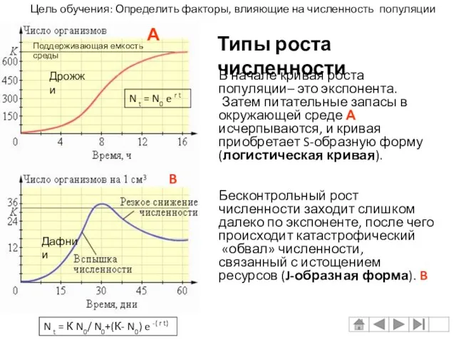 В начале кривая роста популяции– это экспонента. Затем питательные запасы