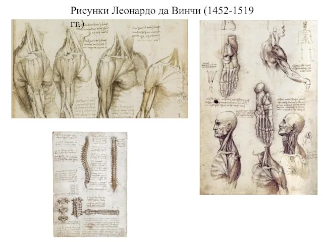 Рисунки Леонардо да Винчи (1452-1519 гг.)