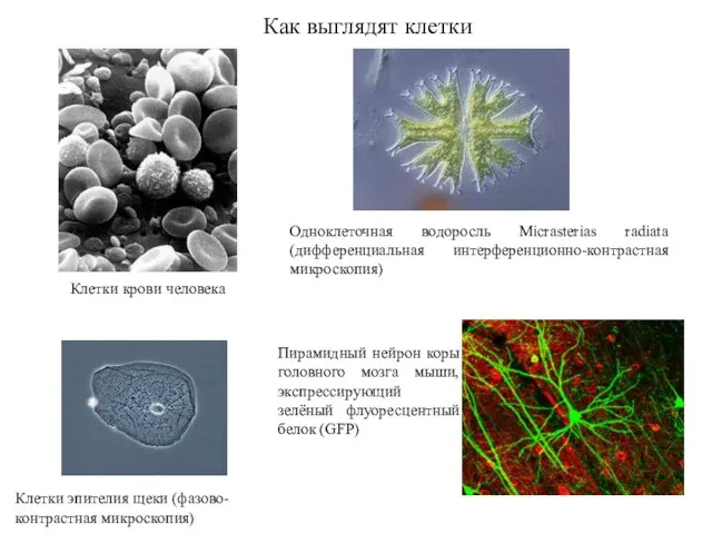 Как выглядят клетки Клетки крови человека Одноклеточная водоросль Micrasterias radiata (дифференциальная интерференционно-контрастная микроскопия)
