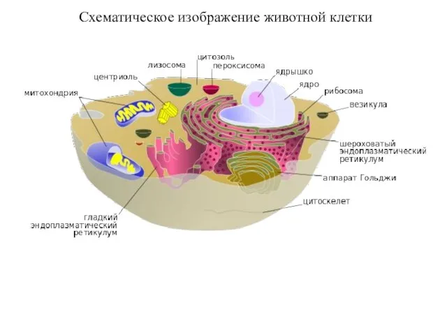 Схематическое изображение животной клетки