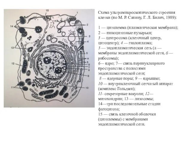 Схема ультрамикроскопического строения клетки (по М. Р. Сапину, Г. Л. Билич, 1989): 1