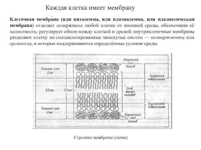 Каждая клетка имеет мембрану Клеточная мембра́на (или цитолемма, или плазмалемма, или плазматическая мембрана)