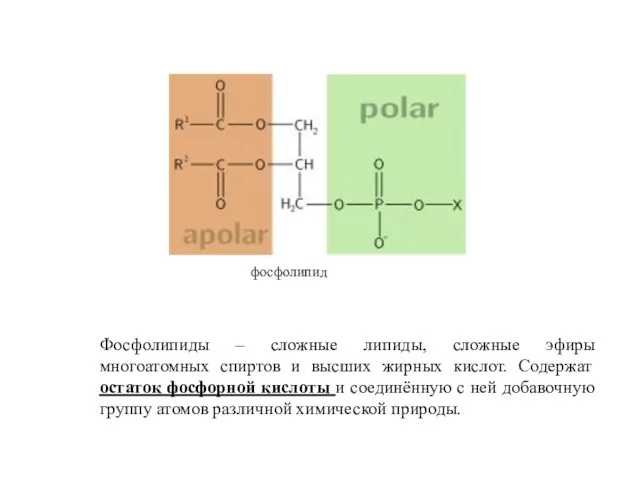 фосфолипид Фосфолипиды – сложные липиды, сложные эфиры многоатомных спиртов и высших жирных кислот.