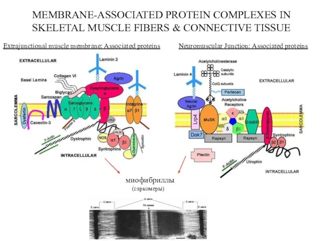 MEMBRANE-ASSOCIATED PROTEIN COMPLEXES IN SKELETAL MUSCLE FIBERS & CONNECTIVE TISSUE Extrajunctional muscle membrane: